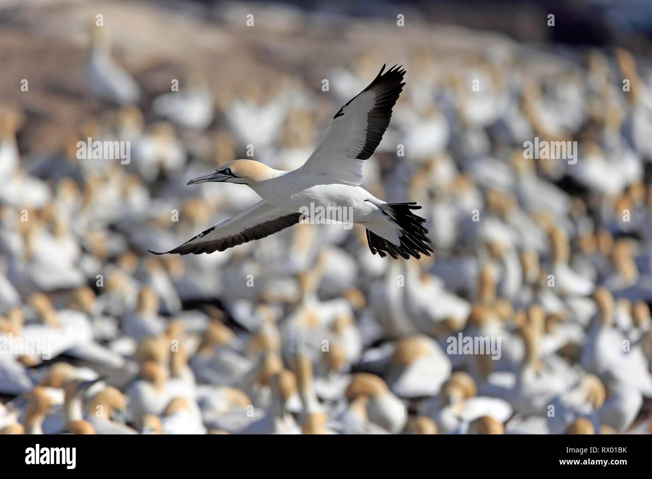 Kaptölpel (Morus capensis), erwachsenen Fliegen, Flug über Vogelkolonie, Lamberts Bay, Western Cape, Südafrika Stockfoto
