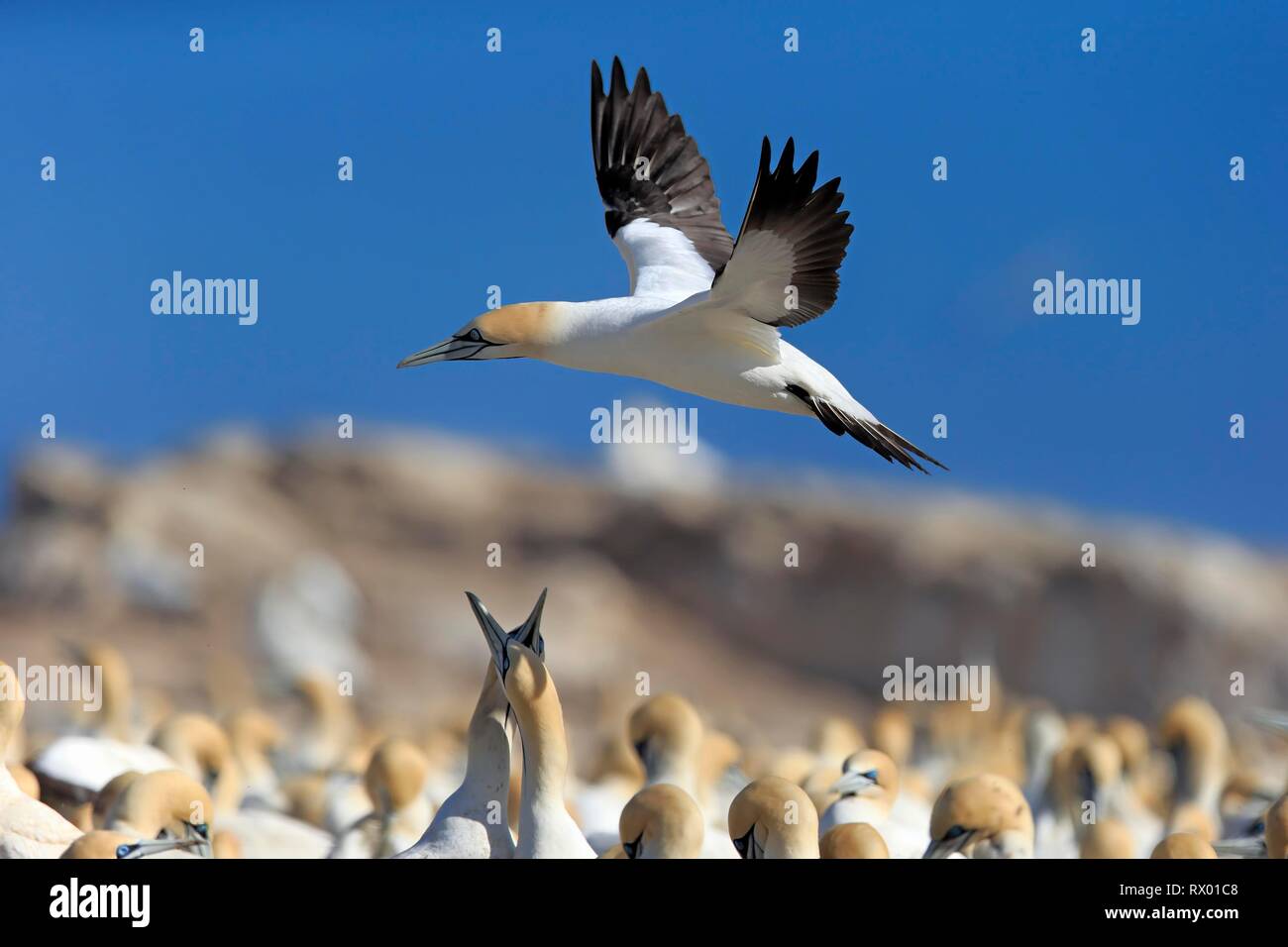Kaptölpel (Morus capensis), erwachsenen Fliegen, Flug über Vogelkolonie, Lamberts Bay, Western Cape, Südafrika Stockfoto