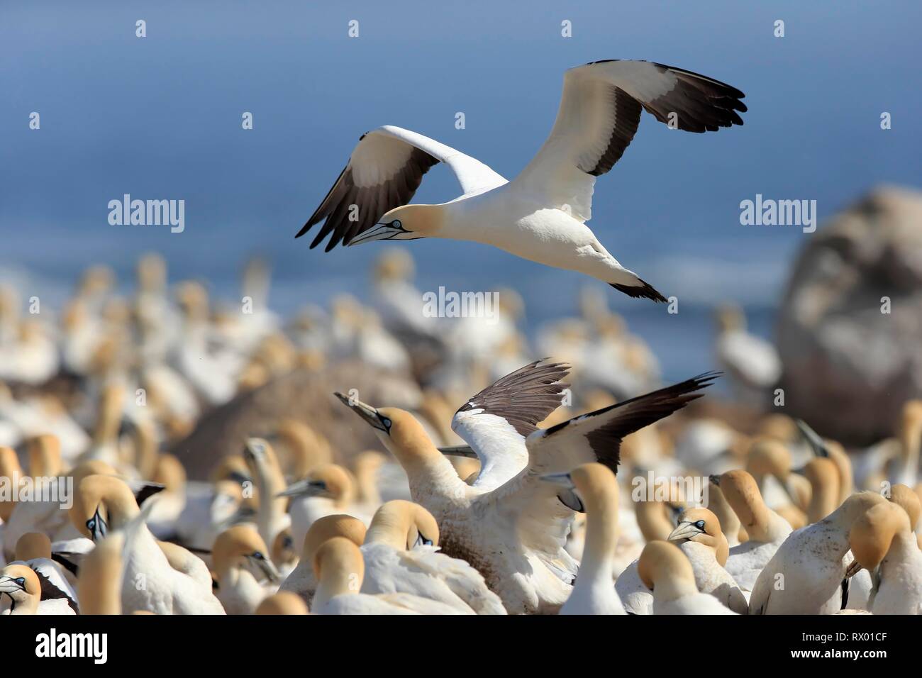 Kaptölpel (Morus capensis), erwachsenen Fliegen, Flug über Vogelkolonie, Lamberts Bay, Western Cape, Südafrika Stockfoto