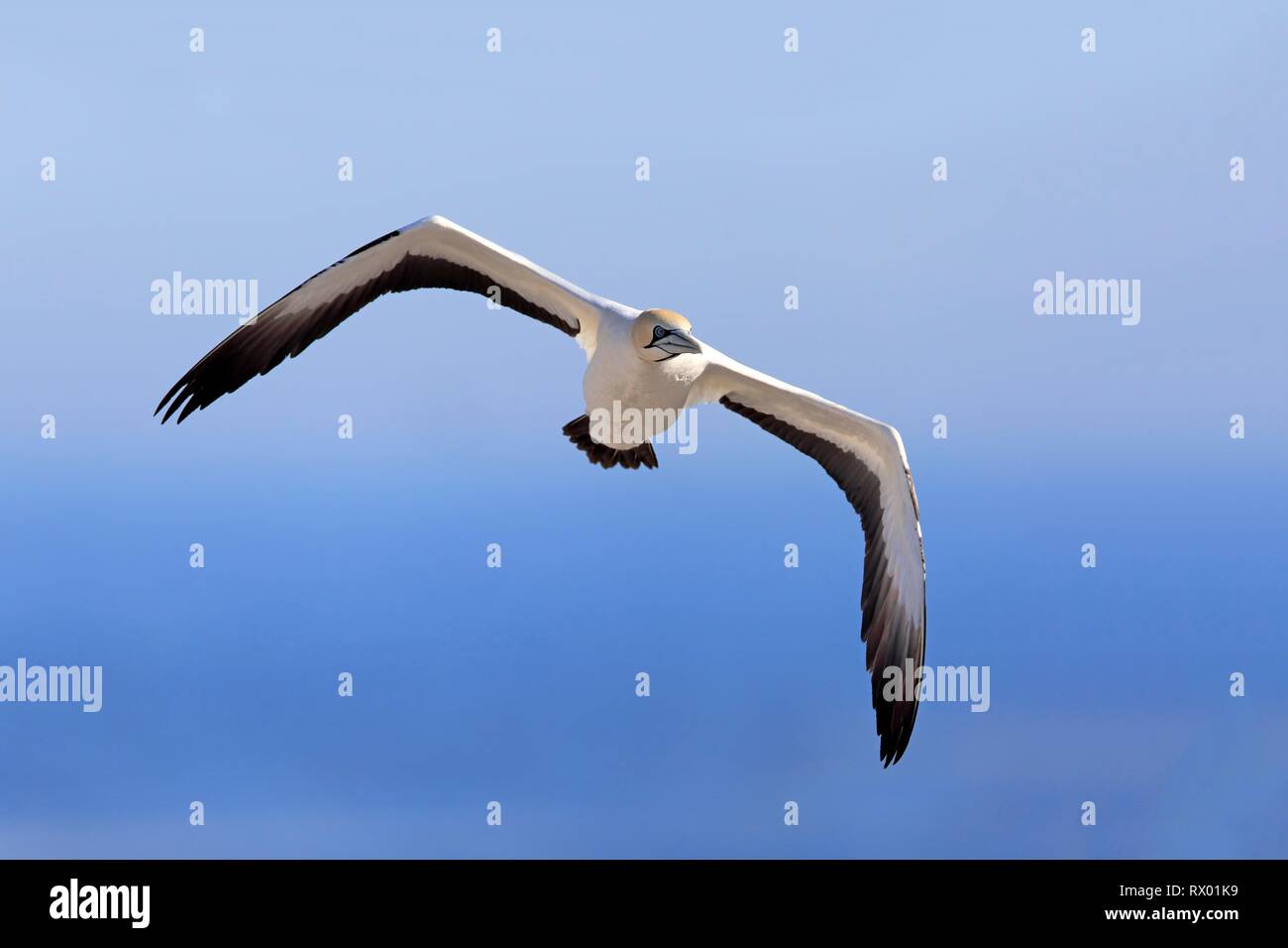Kaptölpel (Morus capensis), erwachsenen Fliegen, Lamberts Bay, Western Cape, Südafrika Stockfoto