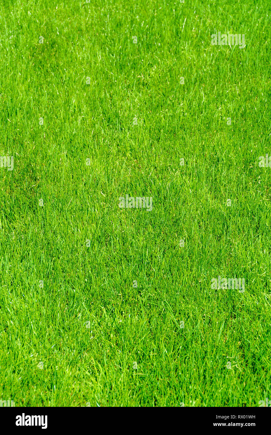 Rasen natürliche Textur. Grüne Gras Hintergrund. Stockfoto