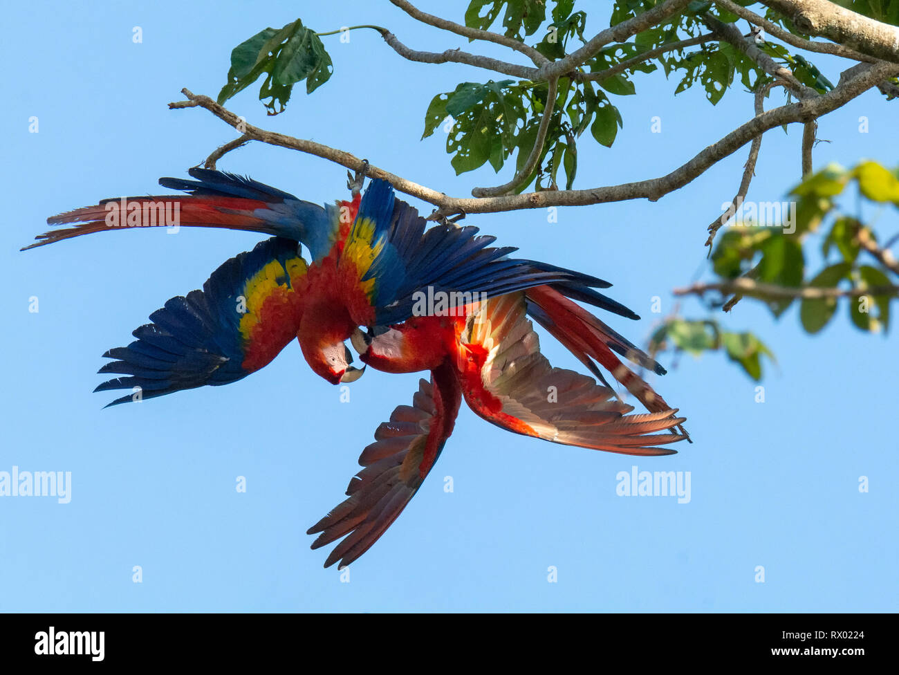 Papagei hängt kopfüber -Fotos und -Bildmaterial in hoher Auflösung – Alamy