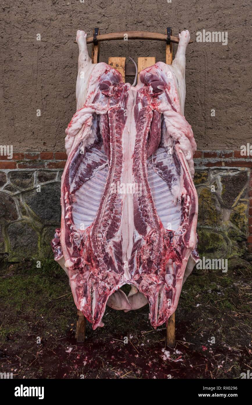 Haus Schlachten eines Schweins, Mecklenburg-Vorpommern, Deutschland Stockfoto