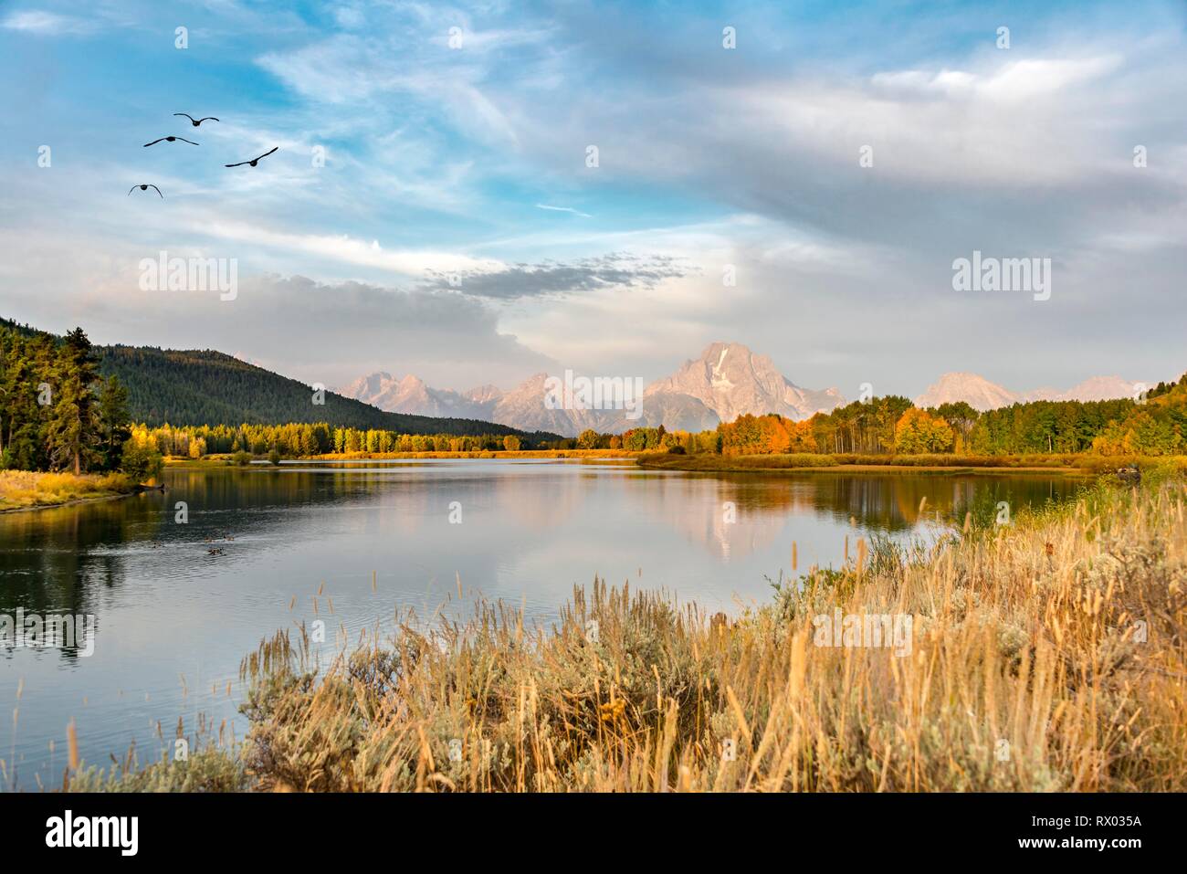 Mount Moran reflektiert in der Snake River, morgen stimmung bei Oxbow Bend, Bäume im Herbst und Grand Teton Bergkette, Grand Teton National Park Stockfoto