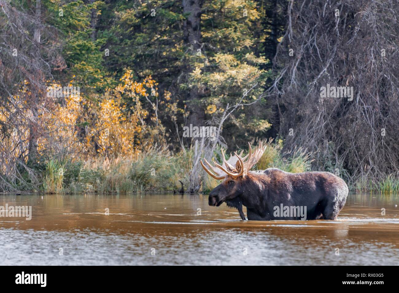 Männliche Elch (Alces alces) stehen in einem See, Grand Teton National Park, Wyoming, USA Stockfoto