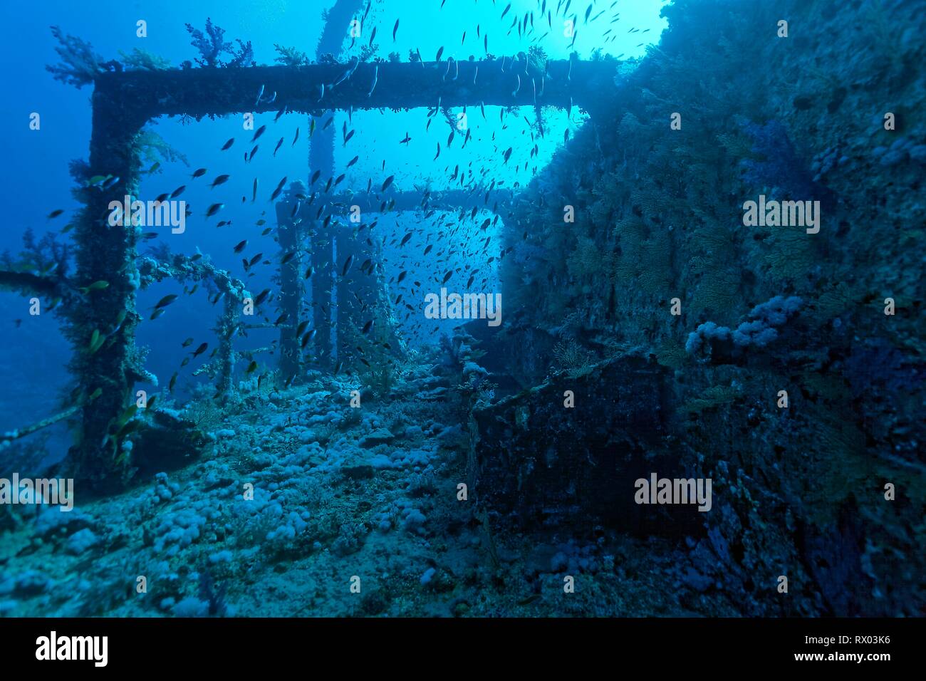 Überwucherte Schiffbruch der Numidia, versunkene 20.07.1901, Rotes Meer, Big Brother Island, Brother Islands, El Alkhawein, Ägypten Stockfoto
