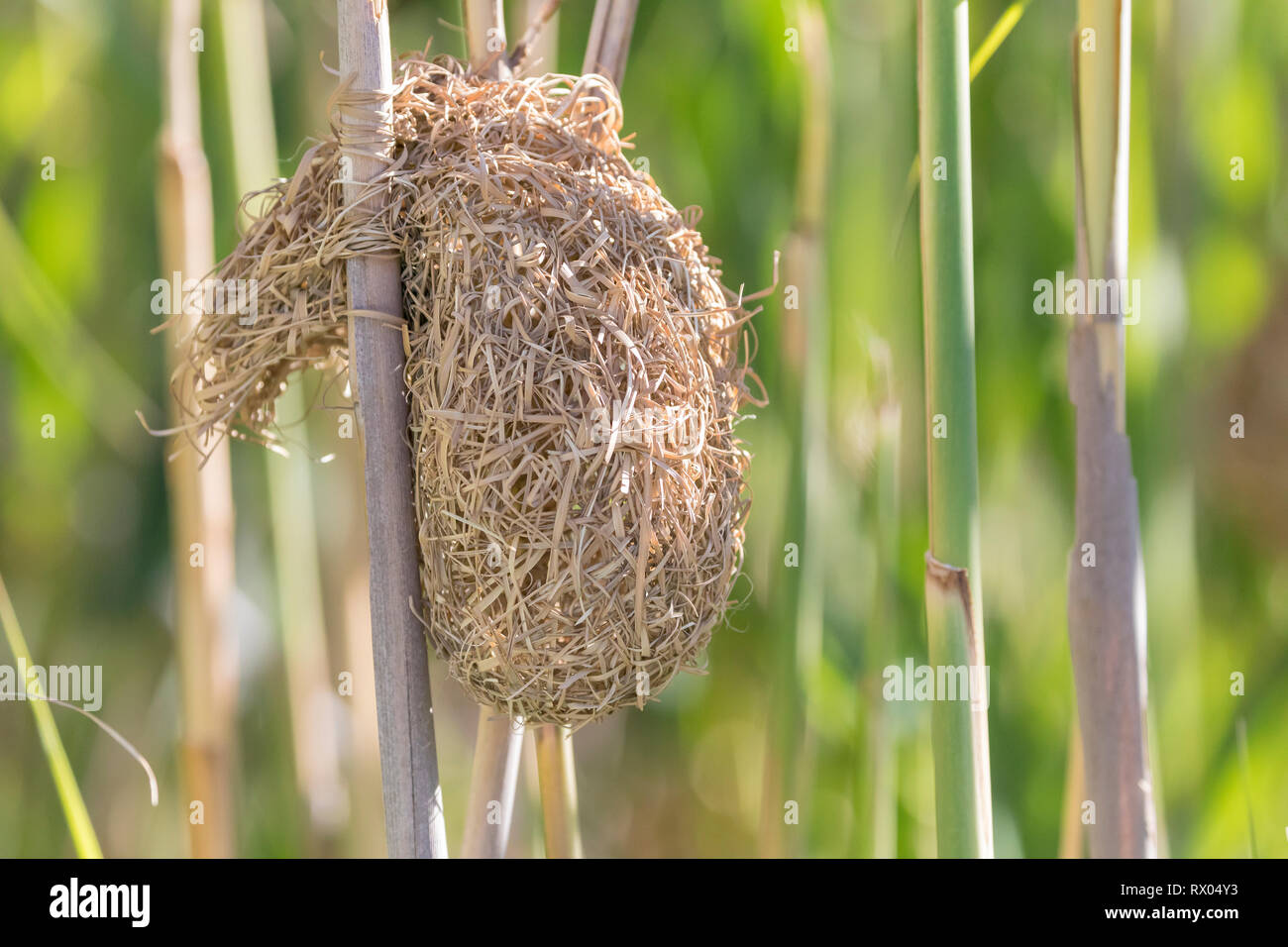 Nest der südlichen Roten Bischof, Euplectes orix, gewoben aus getrocknetem Gras auf ein Rohr auf der Breede River, Robertson, Western Cape, Südafrika Afrcia Stockfoto