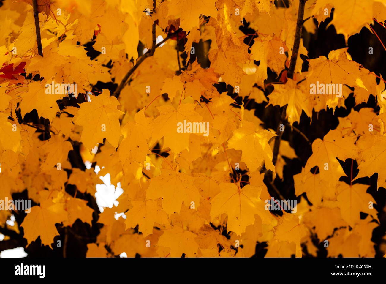 Sammlung von Ahorn Blätter am Baum Stockfoto