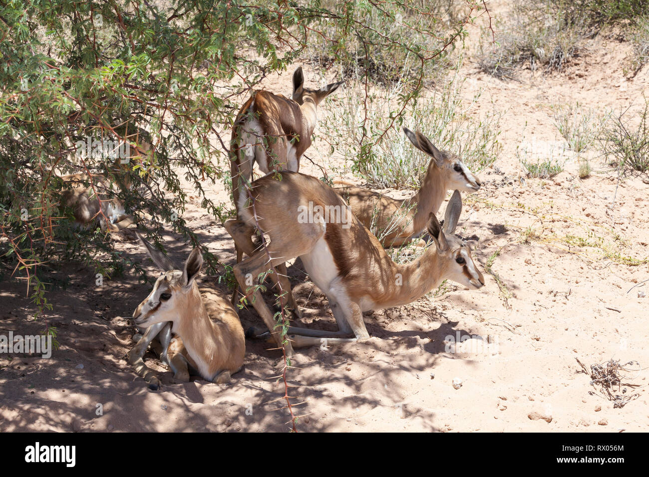 Juvenile Springbock, Antidorcas marsupialis, Ausruhen im Schatten der Baum, der in der Mittagshitze, Kgalagadi Transfrontier Park, Northern Cape, Kalahari, South Afri Stockfoto