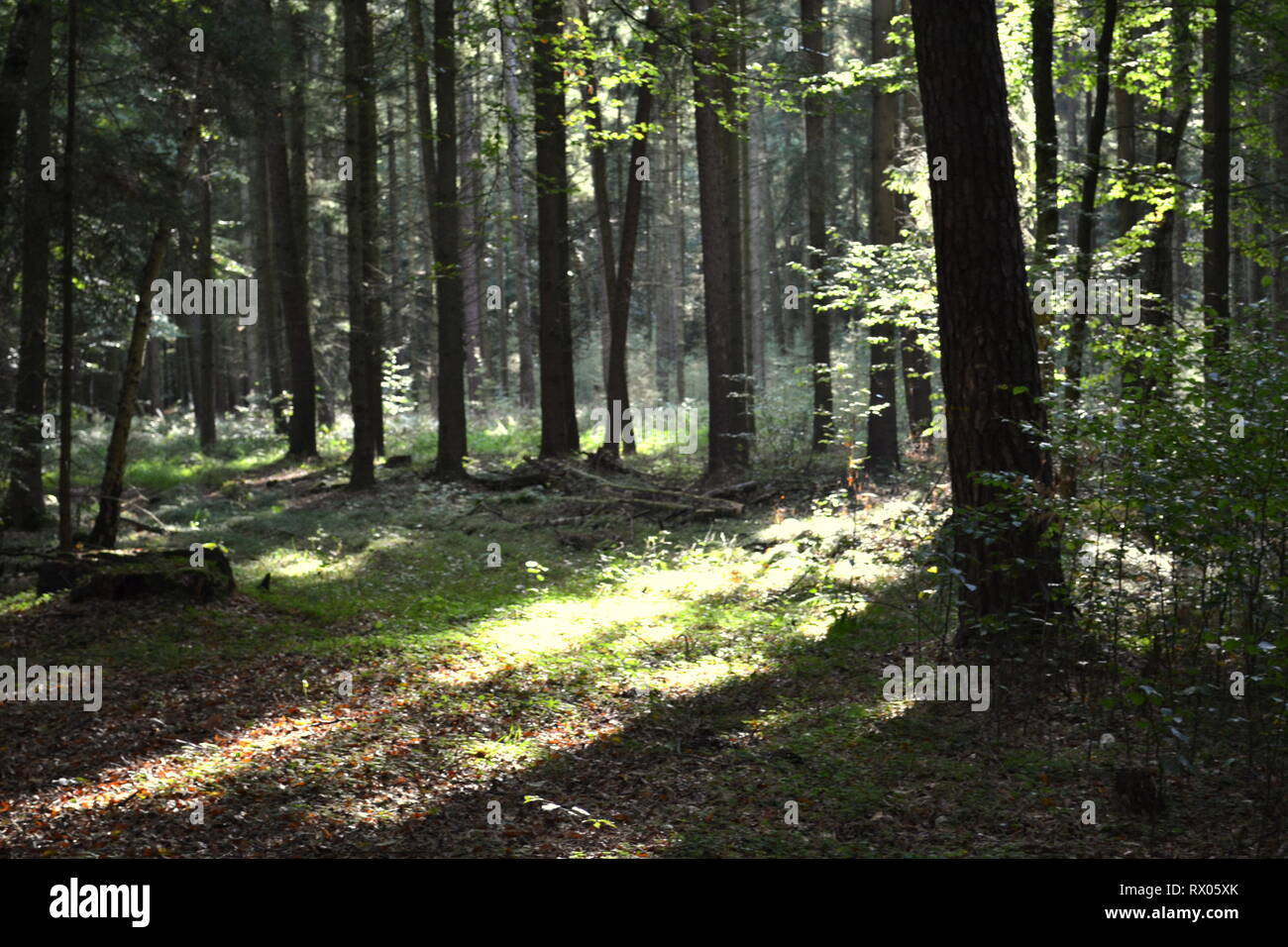 Zauberwald Sonnenlicht und Schatten Stockfoto