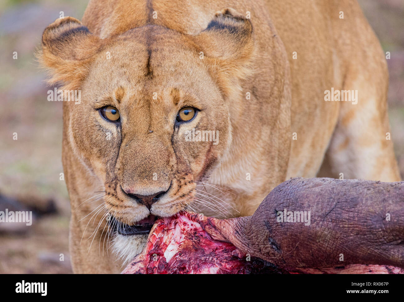 Portrait von Lion Essen totes Tier, das an der Wüste Stockfoto