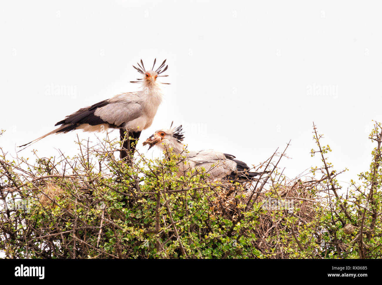 Sekretär Vögel auf Pflanzen gegen klaren Himmel Stockfoto