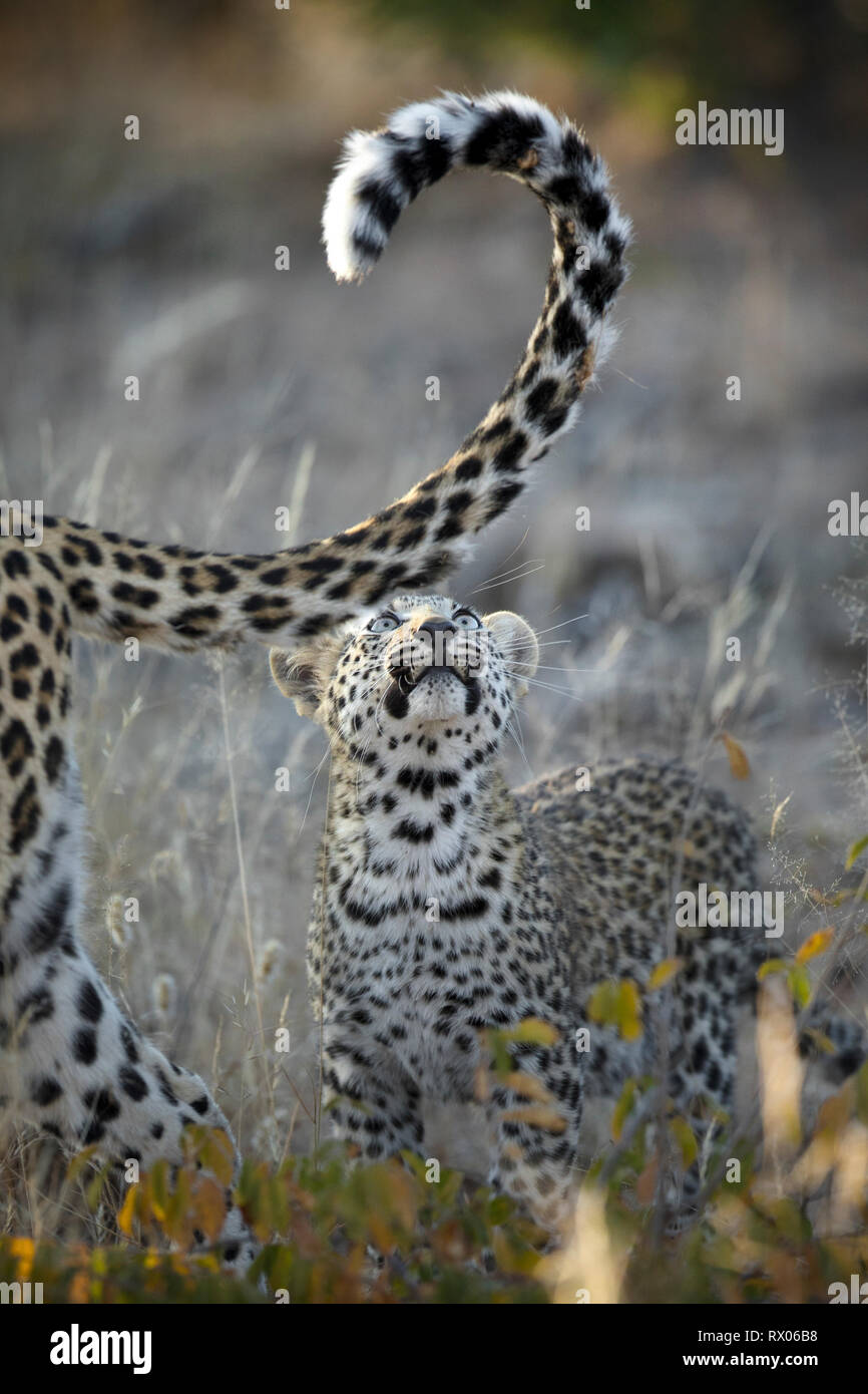 Leopard cub im Morgenlicht in Namibia. Stockfoto