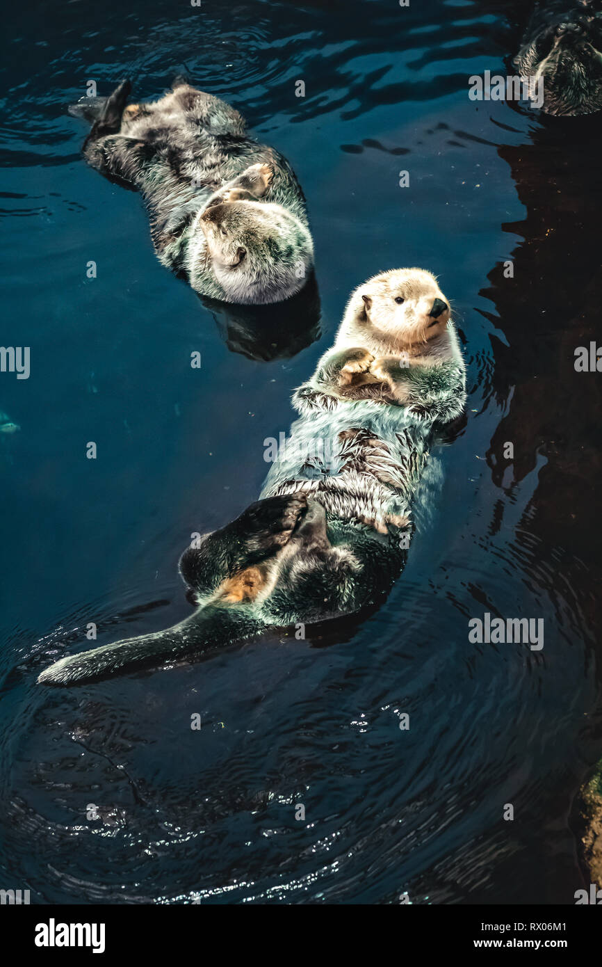 Zwei Sea Otter schwimmt auf dem Rücken Stockfoto
