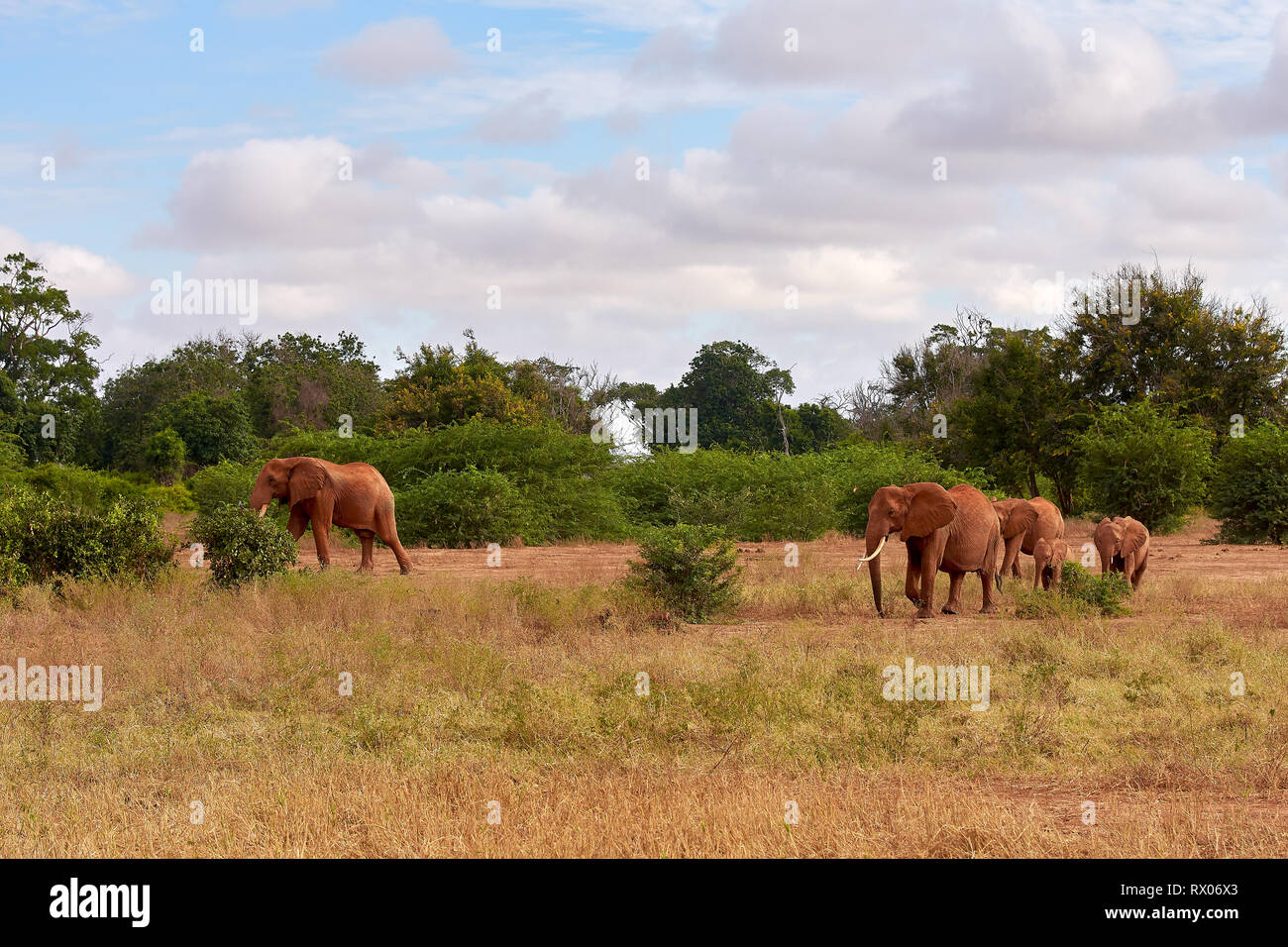 Ansicht von mehreren Afrikanischen Elefanten in der Savanne auf Safari in Kenia Stockfoto