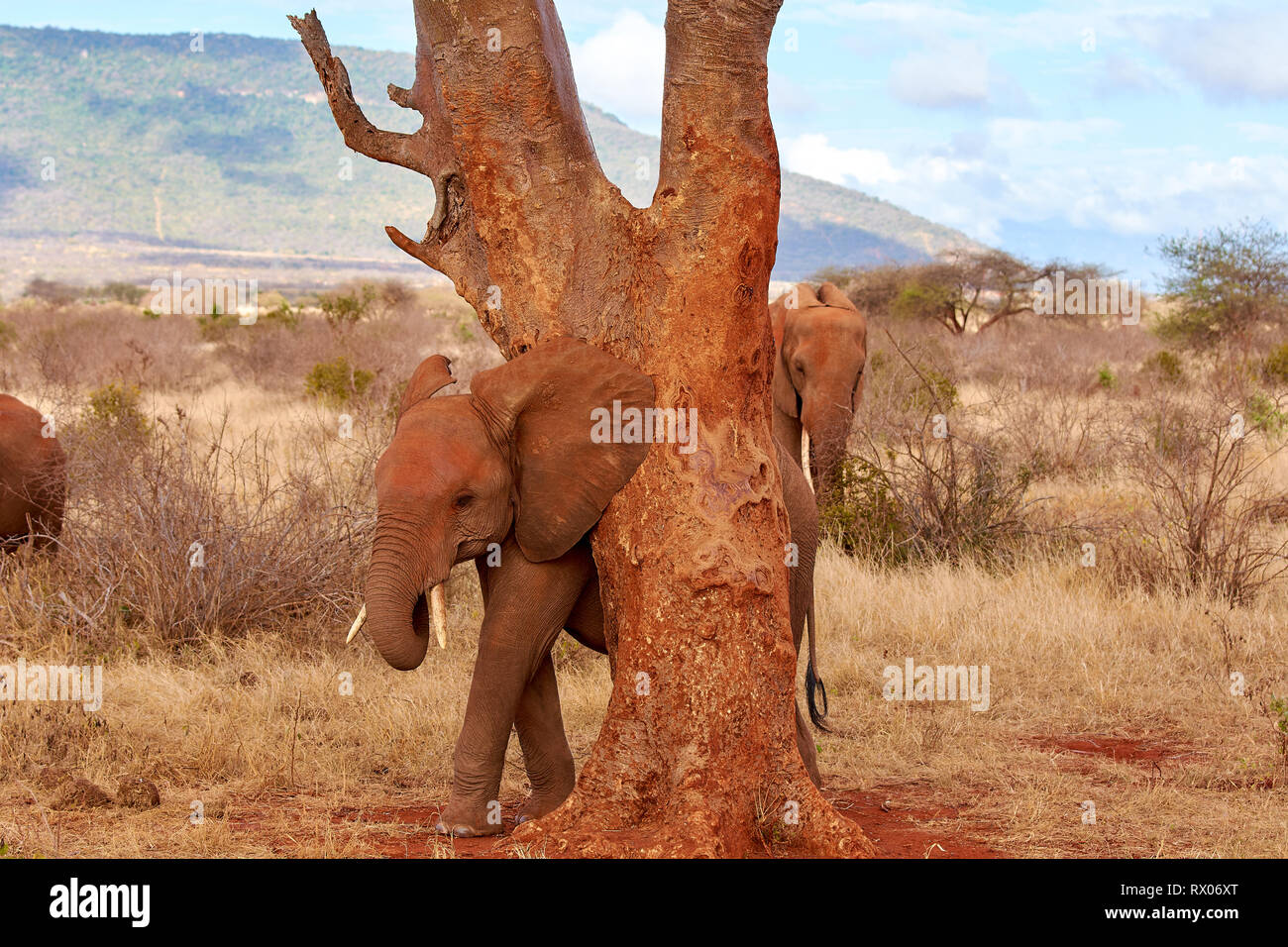 Ansicht von mehreren Afrikanischen Elefanten in der Savanne auf Safari in Kenia Stockfoto