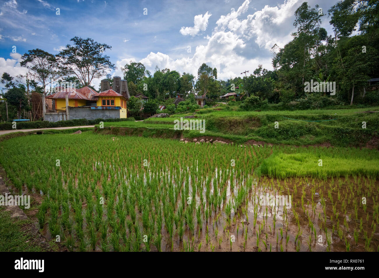 Reisfelder von Tana Toraja in Südsulawesi, in der Nähe der Stadt Rantepao. Stockfoto