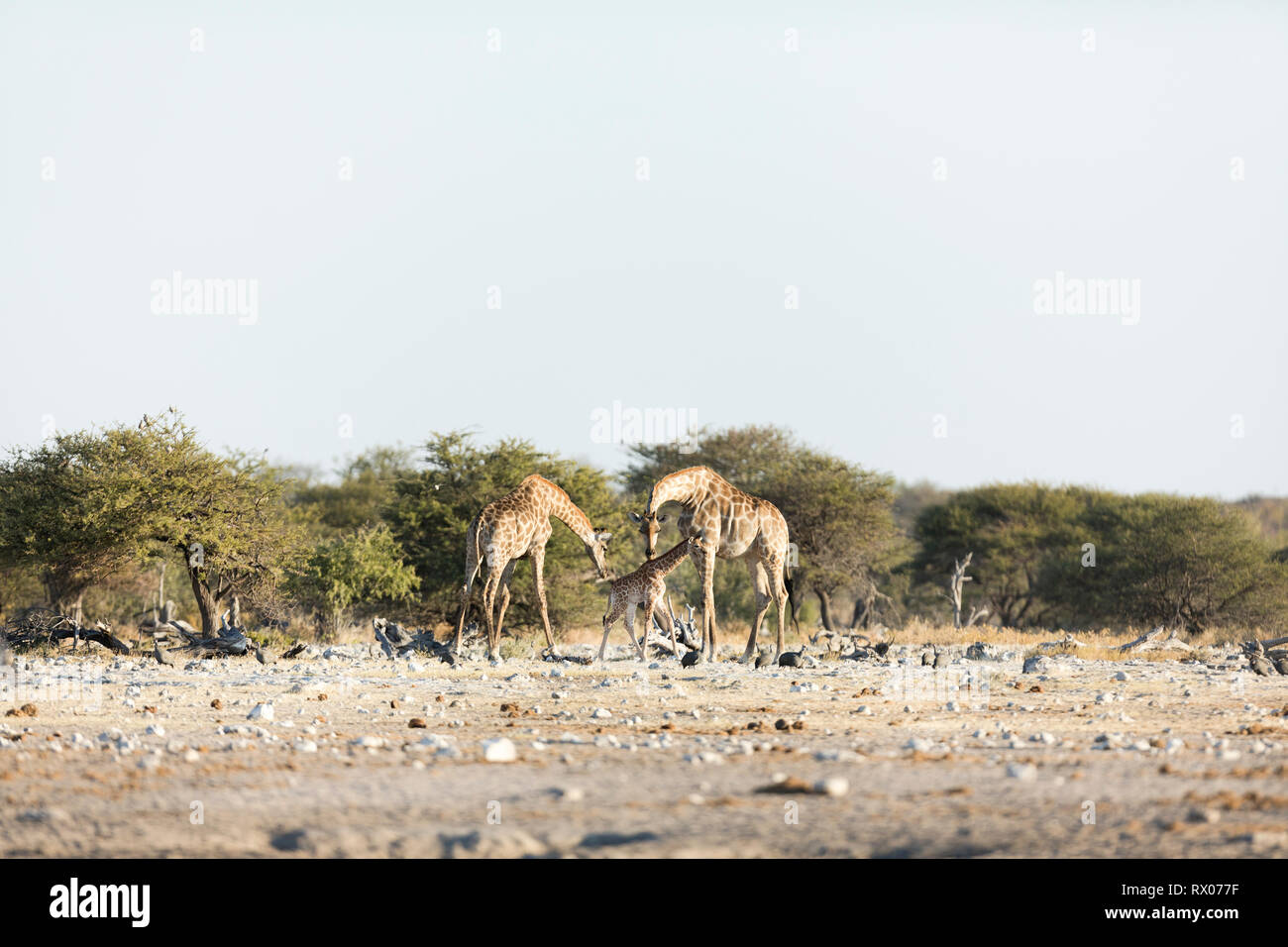 Giraffen im Etosha National Park, Namibia. Stockfoto