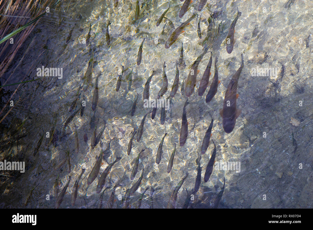 Fisch in den Gewässern des Nationalparks Plitvicer Seen, Kroatien Stockfoto