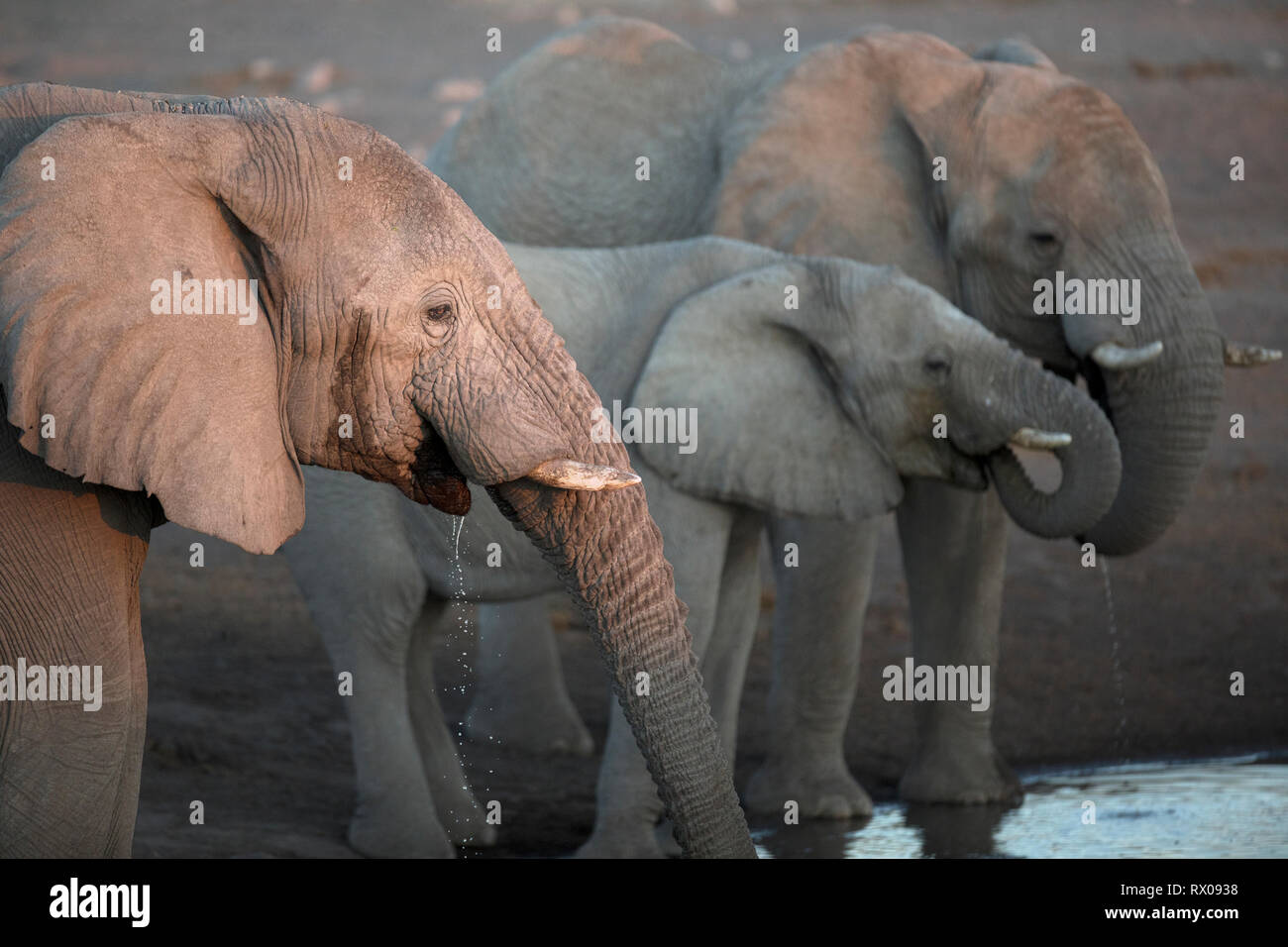 Elefanten trinken in Etosha National Park, Namibia. Stockfoto