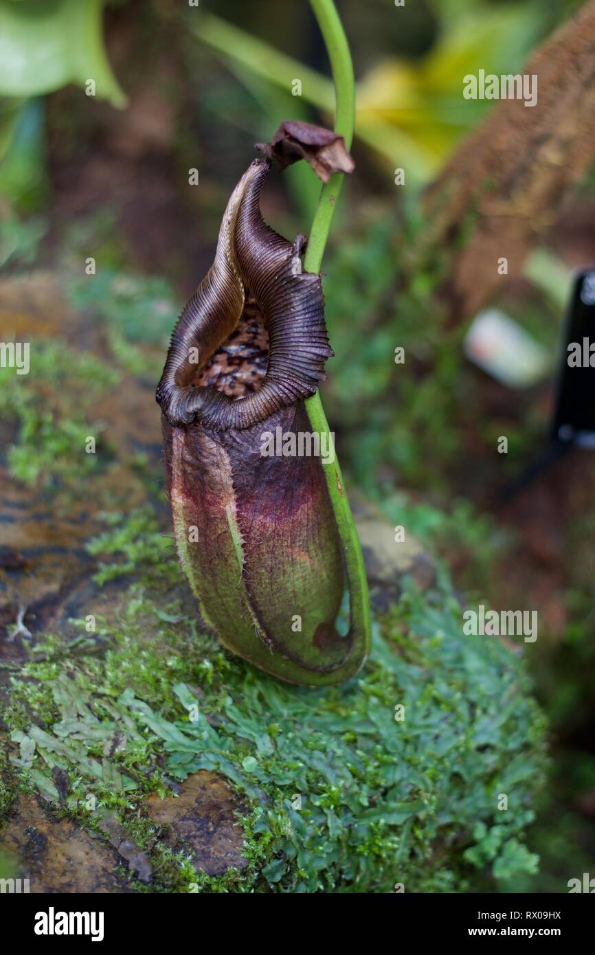 Grosse Fleischfressende Tropischen Kannenpflanze Nepenthes Oder Robcantleyi Stockfotografie Alamy