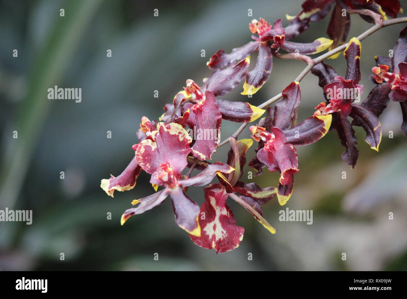 Kastanienbraun und deep purple Zygopetalum maculatum, tanzende Lady Orchidee, Oncidium, Onc. Stockfoto