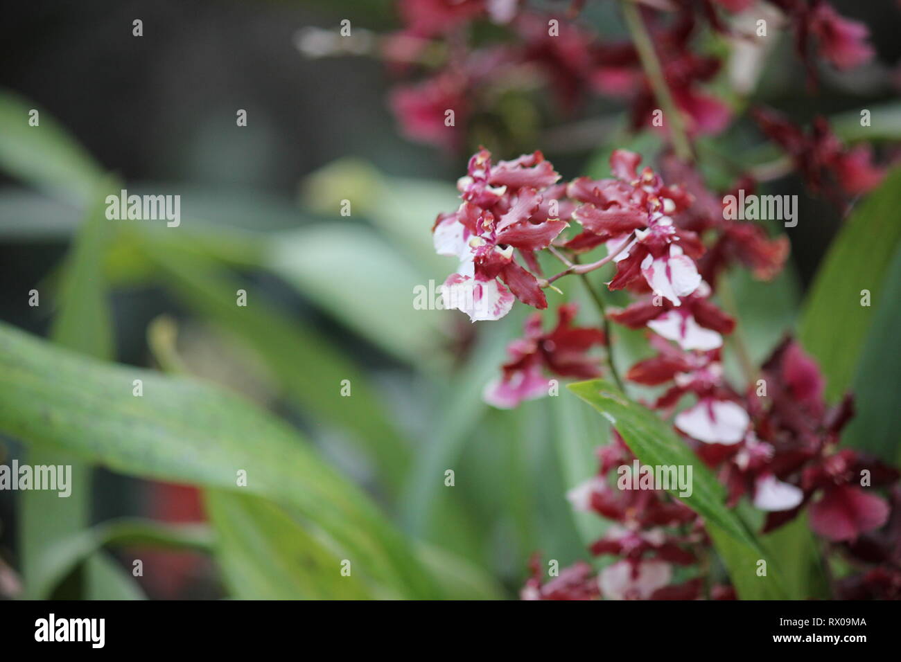 Kastanienbraun und deep purple Zygopetalum maculatum, tanzende Lady Orchidee, Oncidium, Onc. Stockfoto