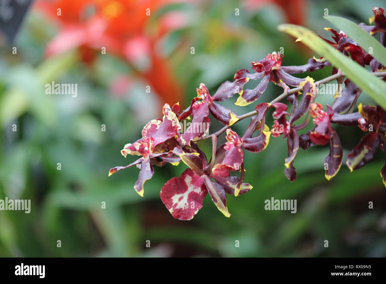 Kastanienbraun und deep purple Zygopetalum maculatum, tanzende Lady Orchidee, Oncidium, Onc. Stockfoto