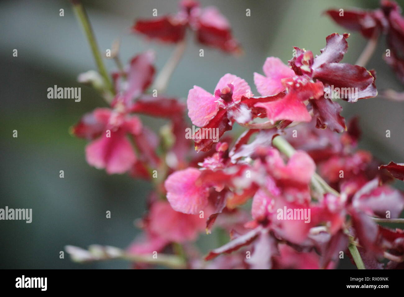 Kastanienbraun und deep purple Zygopetalum maculatum, tanzende Lady Orchidee, Oncidium, Onc. Stockfoto