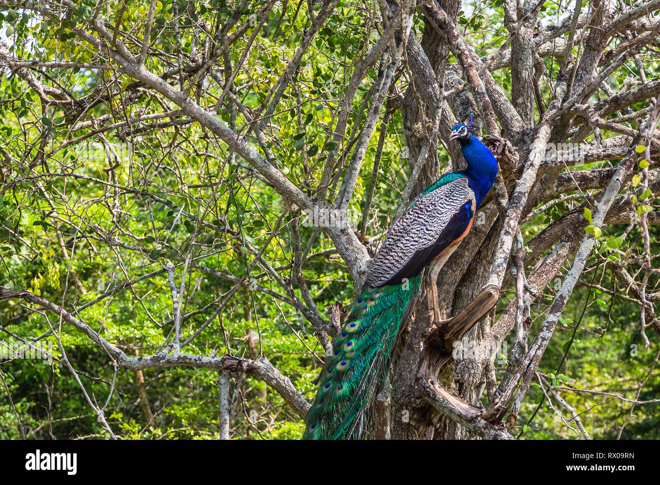 Pfau. Yala National Park. Sri Lanka. Stockfoto