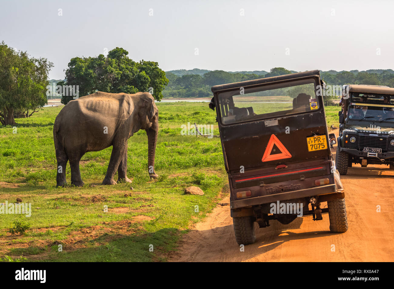 Horezu, Sri Lanka - Dezember 27, 2018: Leute, die sich nach dem asiatischen Elefanten in Yala National Park. Sri Lanka. Stockfoto