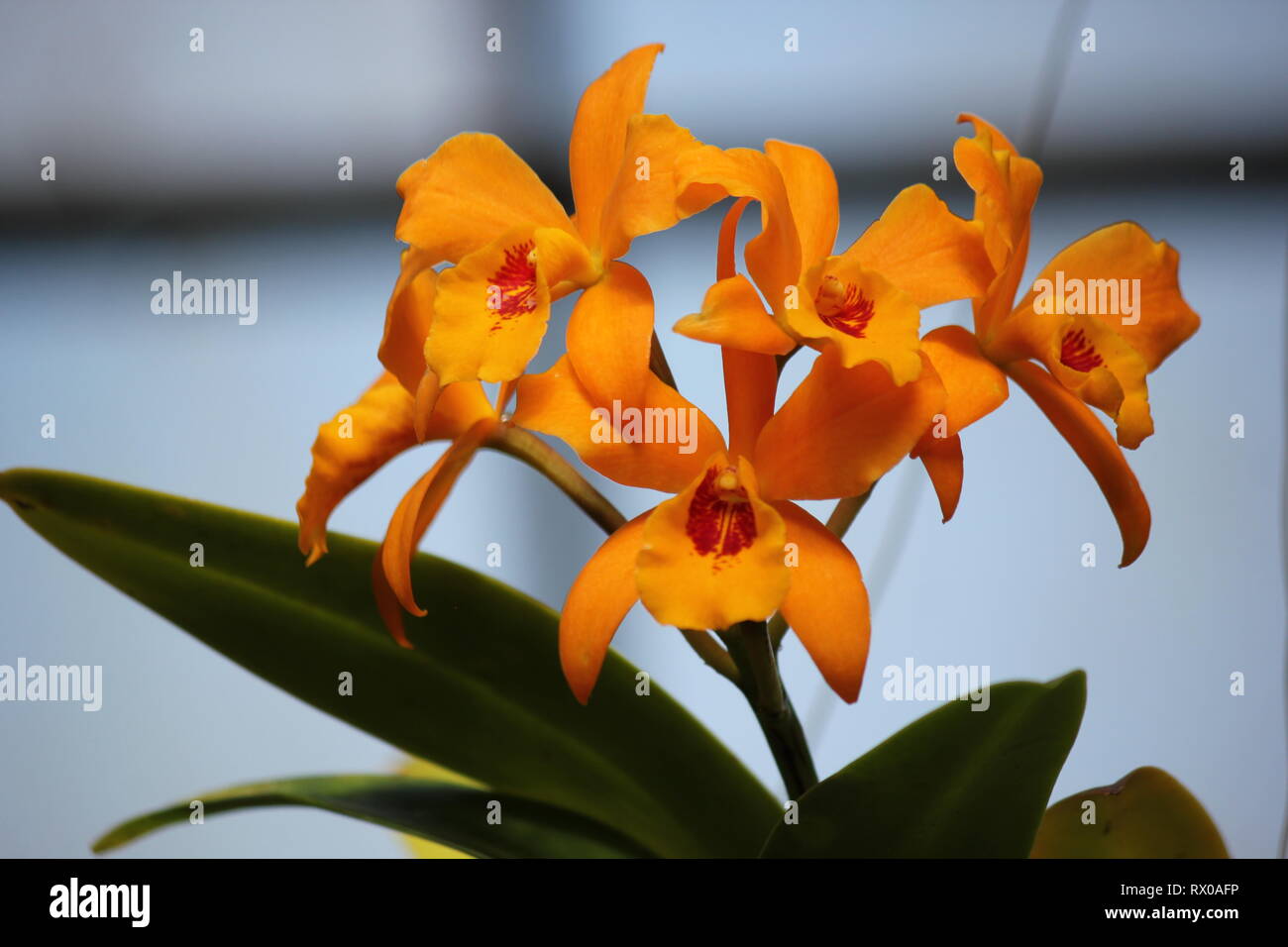 Leuchtend orange seltene Laeliocattleya Buttercup Orchideenhybride Blume, die auf der sonnigen Wiese wächst. Stockfoto