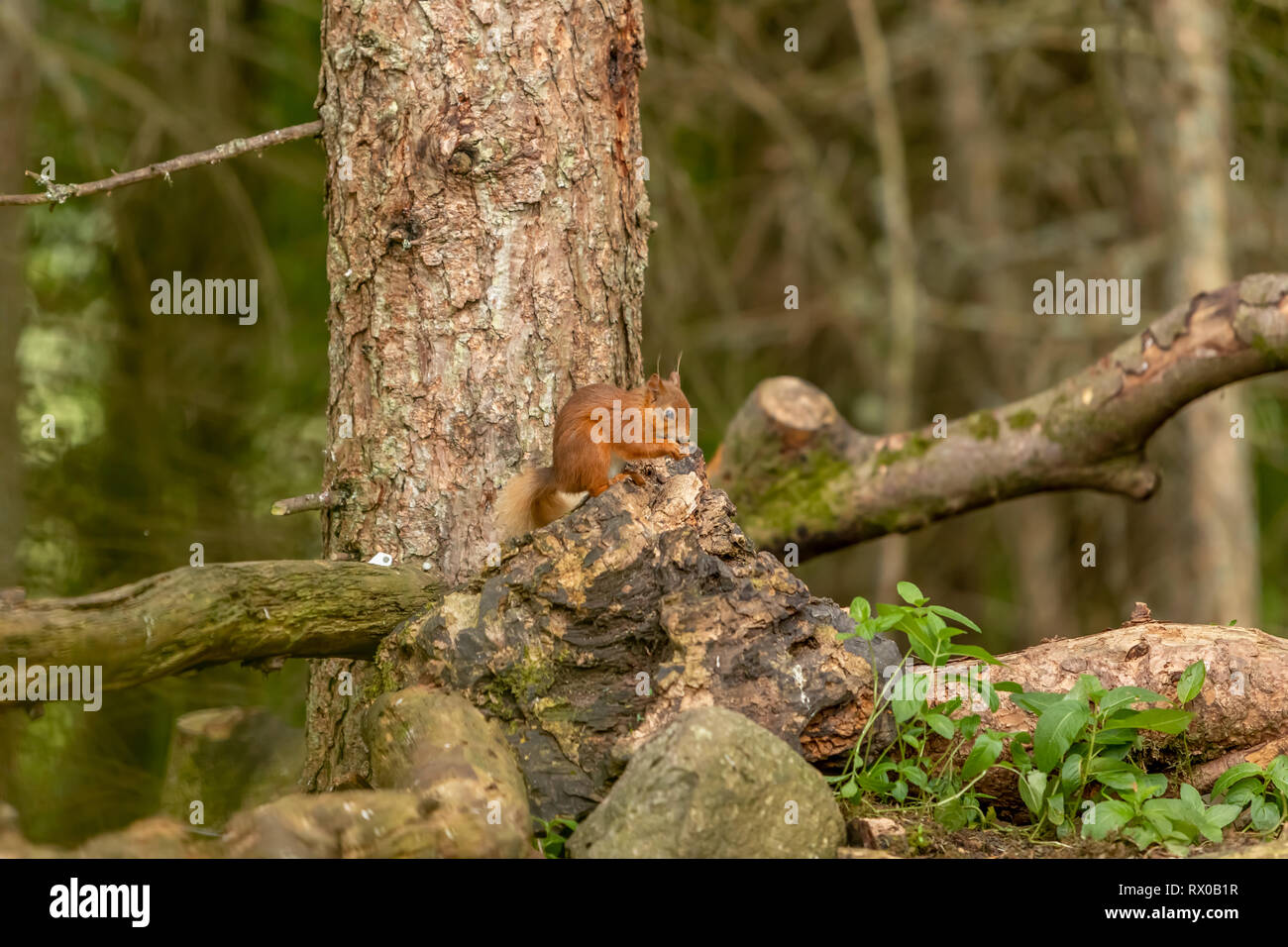 Eichhörnchen (Sciurus vulgaris) auf einem Ast Stockfoto