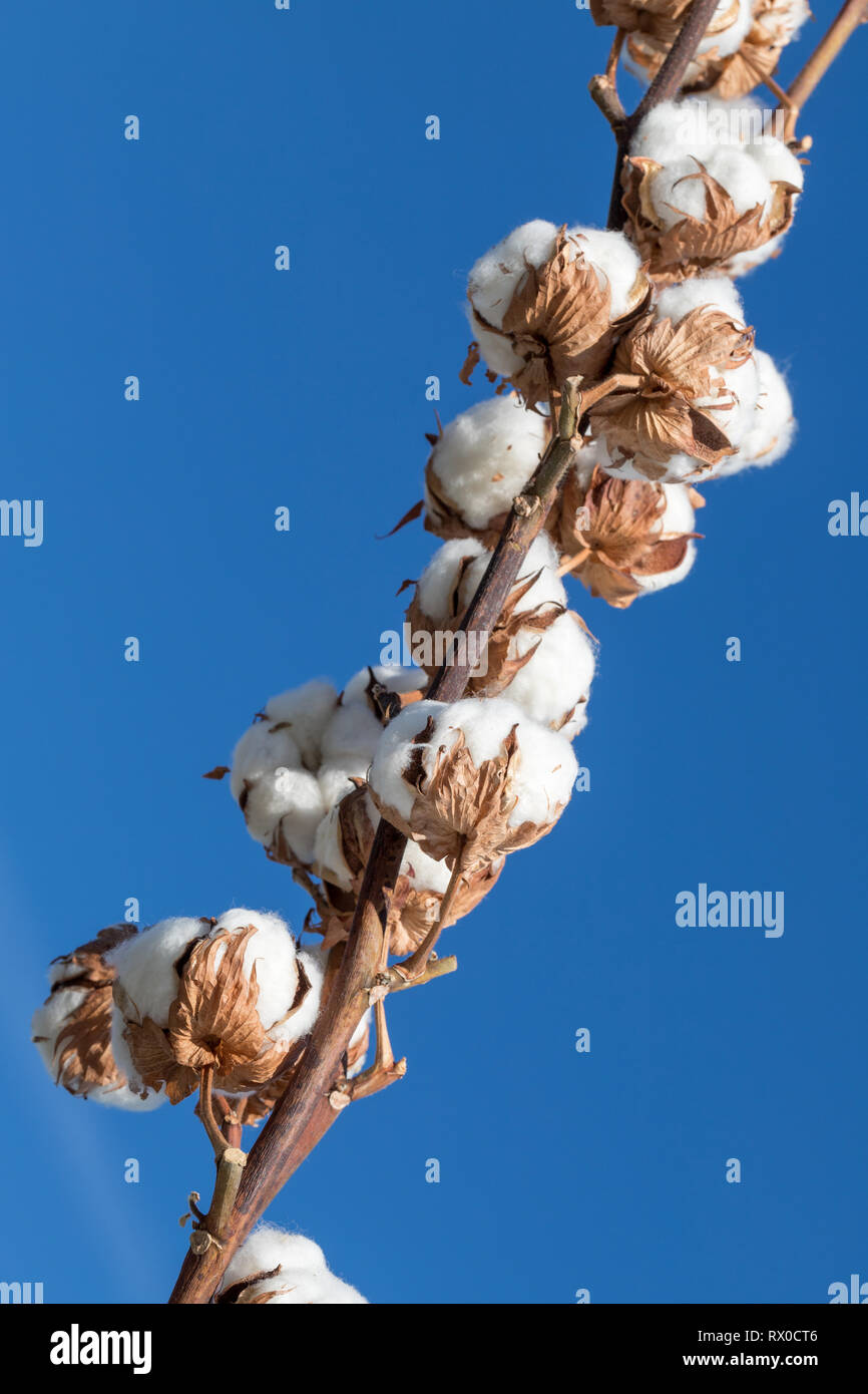 Baumwolle Zweig vor blauem Himmel Stockfoto