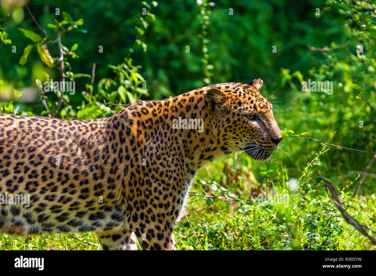 Wild leopard. Yala National Park. Sri Lanka. Stockfoto