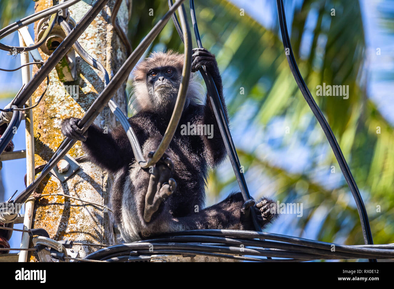 Lila konfrontiert Langur sitzen auf der Pole. Sri Lanka. Stockfoto