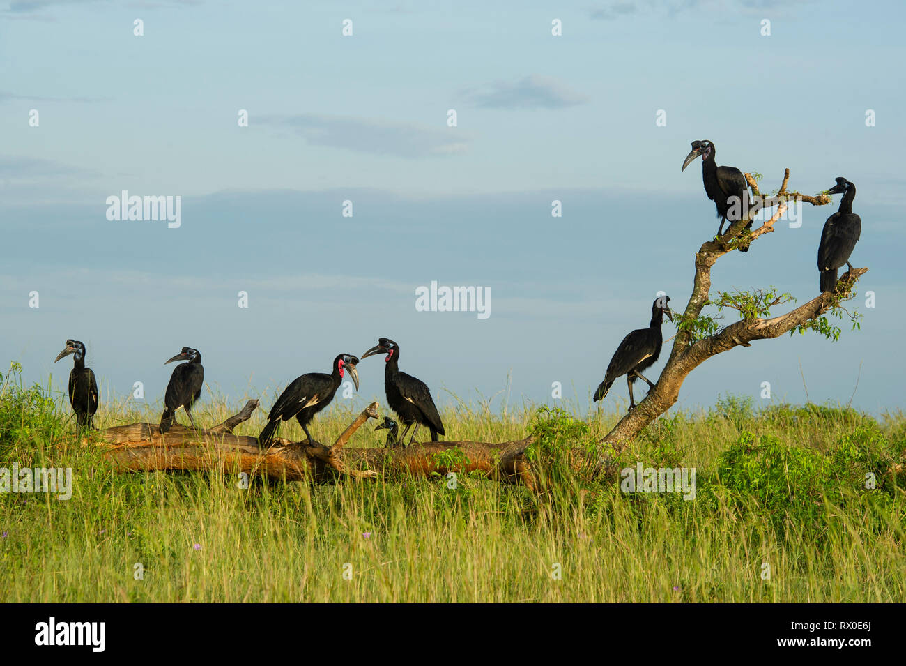 Abessinier Boden Nashornvögel, Bucorvus abyssinicus, Murchison Falls Nationalpark, Uganda Stockfoto