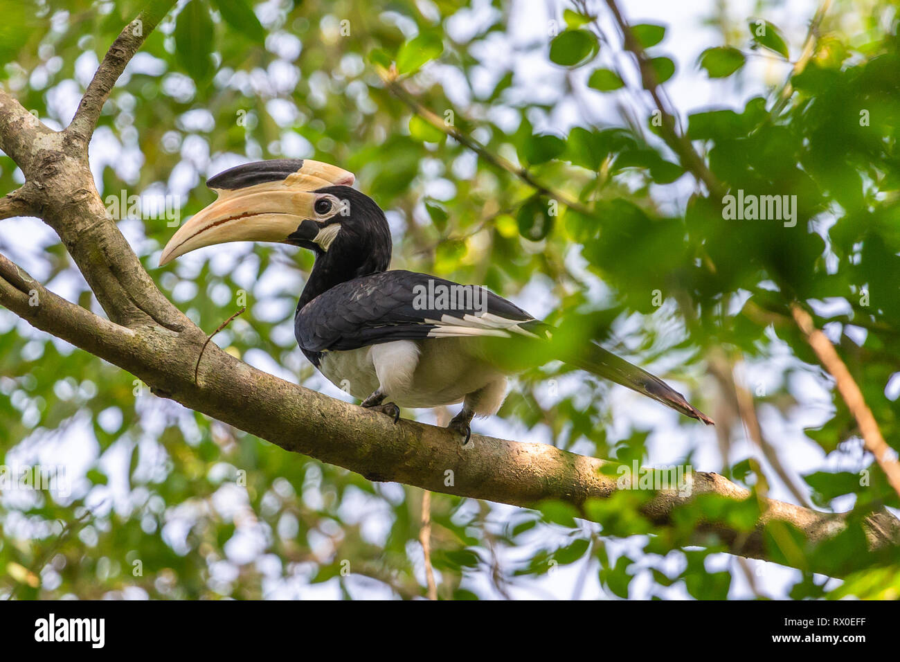 Malabar pied hornbill. Narional Yala Park. Sri Lanka. Stockfoto