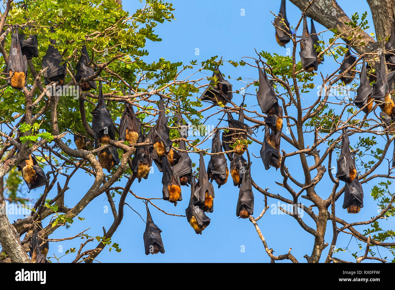 Obst bat Bäume (Flying Fox). Horezu, Sri Lanka. Stockfoto
