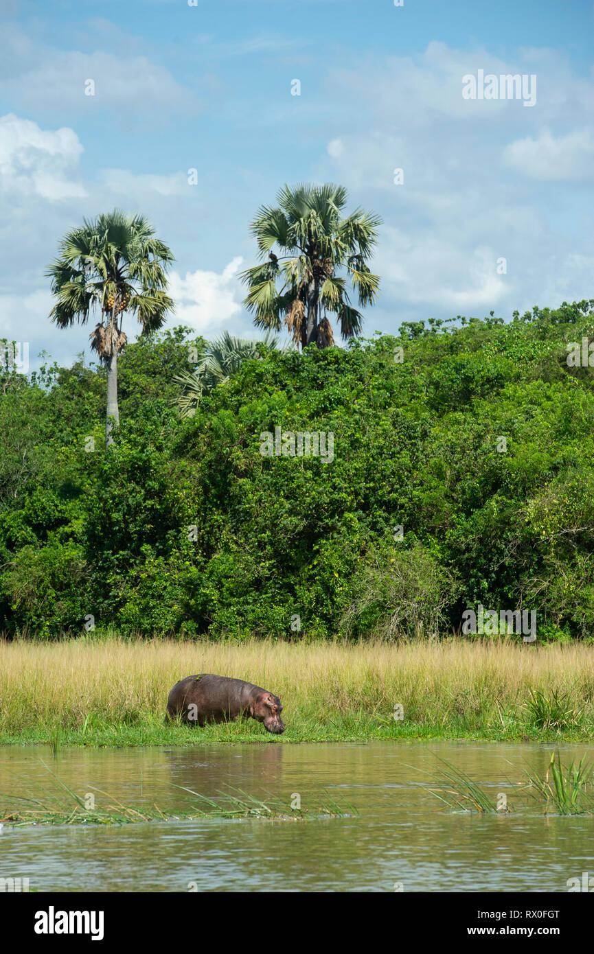 Nilpferd, Hippopotamus amphibius) in den Nil, Murchison Falls Nationalpark, Uganda Stockfoto