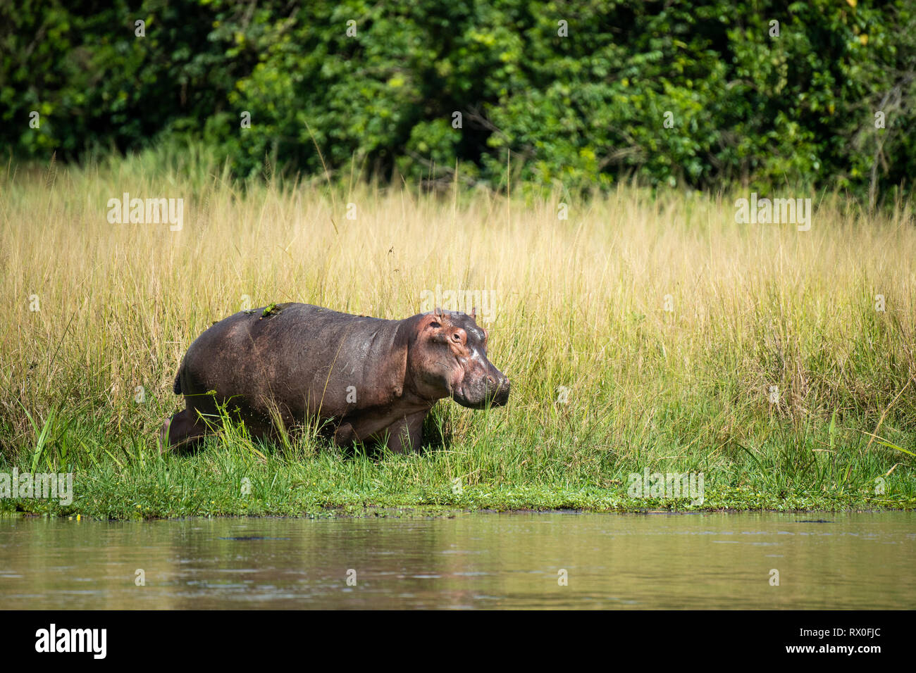 Nilpferd, Hippopotamus amphibius) in den Nil, Murchison Falls Nationalpark, Uganda Stockfoto