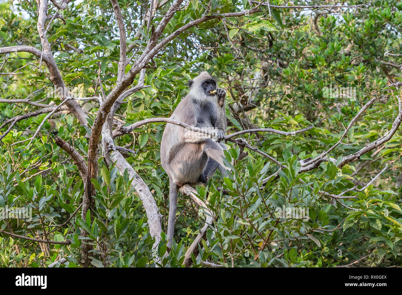 Lila konfrontiert Langur. Yala National Park. Sri Lanka. Stockfoto