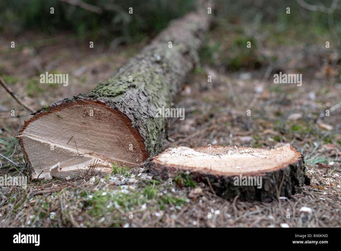 Schnitt unten Nadelholz Baum. Stamm und Anmelden eines Baumes. Saison der Feder. Stockfoto