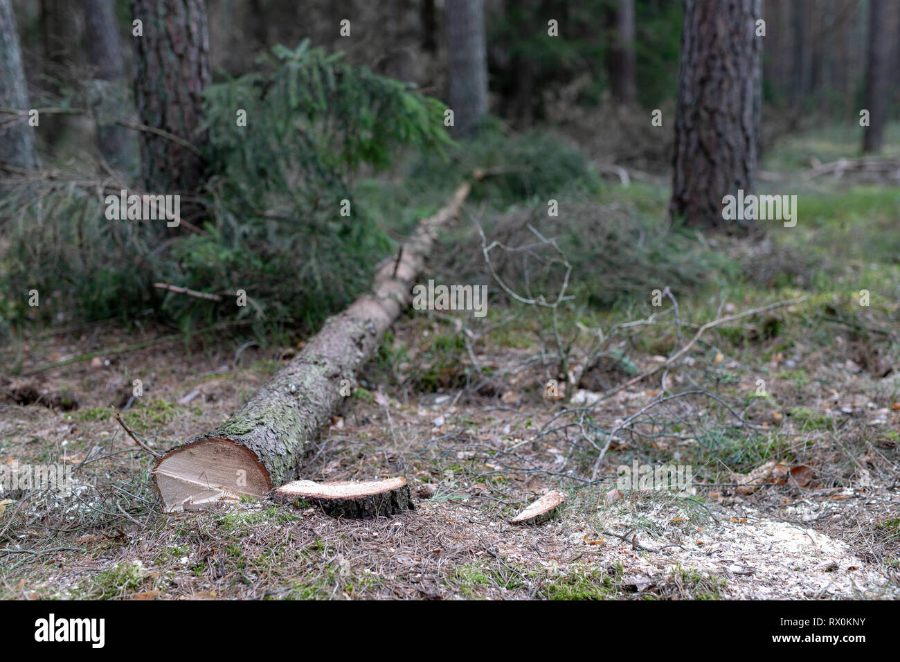 Schnitt unten Nadelholz Baum. Stamm und Anmelden eines Baumes. Saison der Feder. Stockfoto