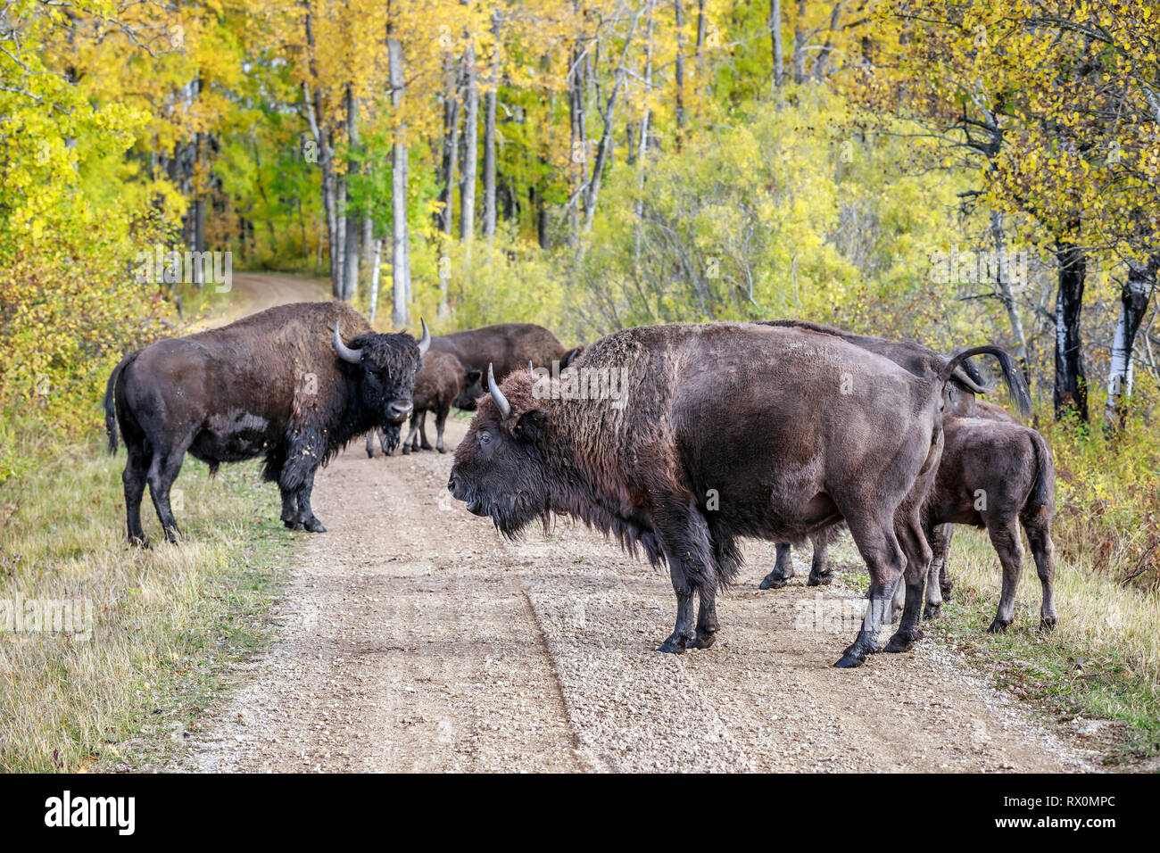 Plains Bisons (Bison bison Bison), Sperrung der Straße, Lake Audy Bison Gehäuse, Riding Mountain National Park, Manitoba, Kanada. Stockfoto