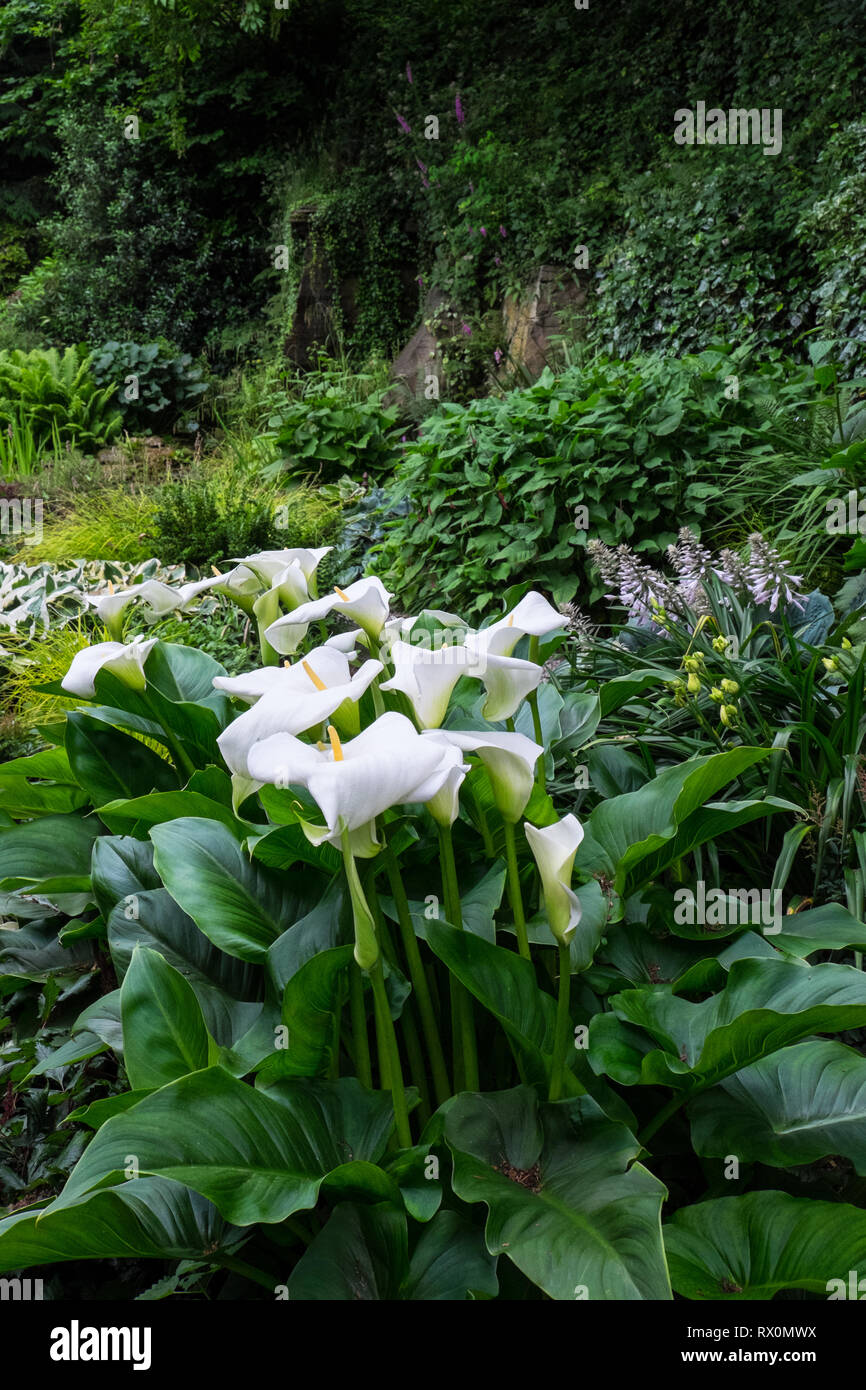 Zantedeschia aethiopica wachsen in einem Schatten Woodland Garden Stockfoto