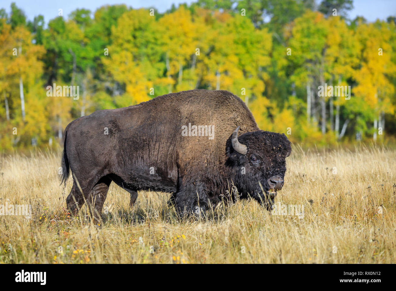 Plains Bisons, Stier, Fütterung auf Gras, Riding Mountain National Park, Manitoba, Kanada Stockfoto