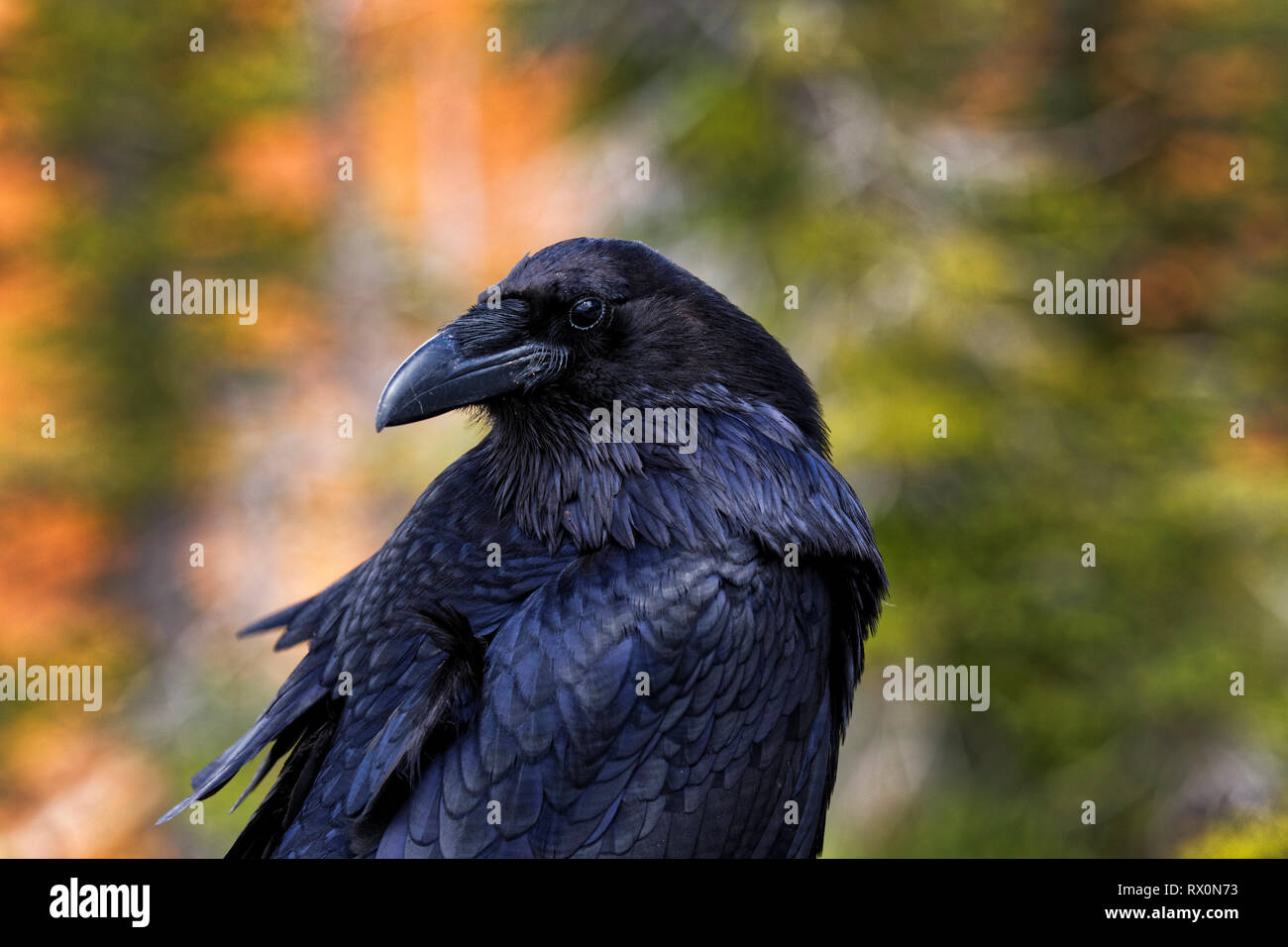 42,166.00982 - schöner großer schwarzer Vogel Rabe (Corvus Corax, Corvidae - 20' Schnabel Schwanzspitze), Bryce Canyon National Park, Utah, USA Nordamerika Stockfoto