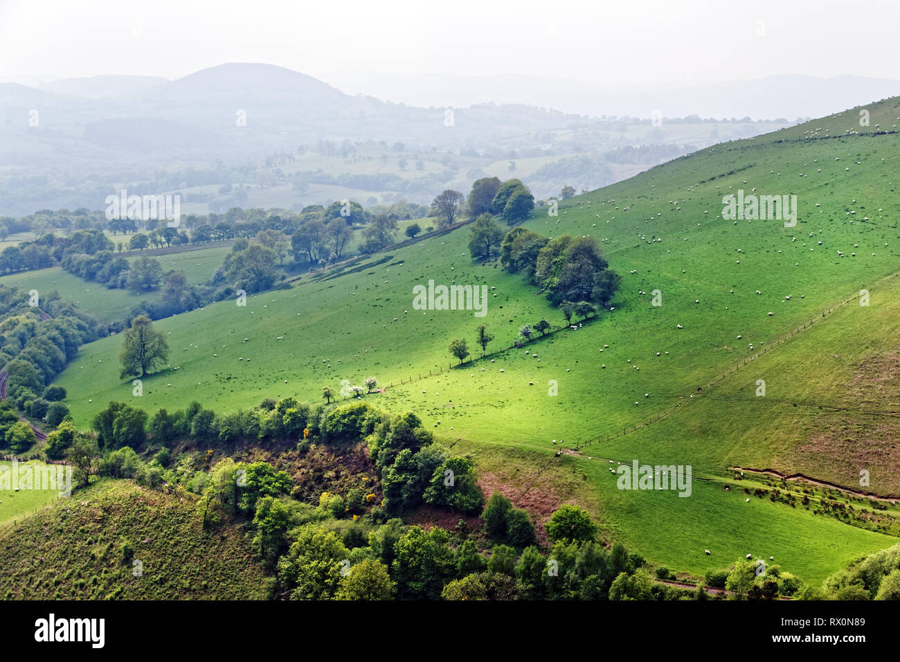 42,518.02948 Schafe auf schöne foggy Green walisischen Hügel Ackerland Landschaft Tywi Valley's rollenden Weide Hügel, Landwirtschaft, Wales, Großbritannien Stockfoto