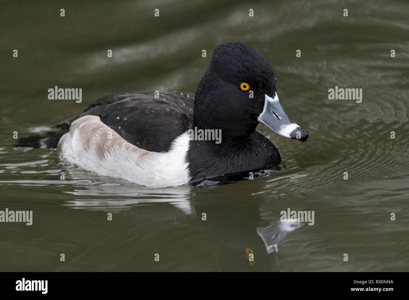 Ring-Necked duck (Aythya collaris), Reifel Vogelschutzgebiet, Delta, BC, Kanada Stockfoto